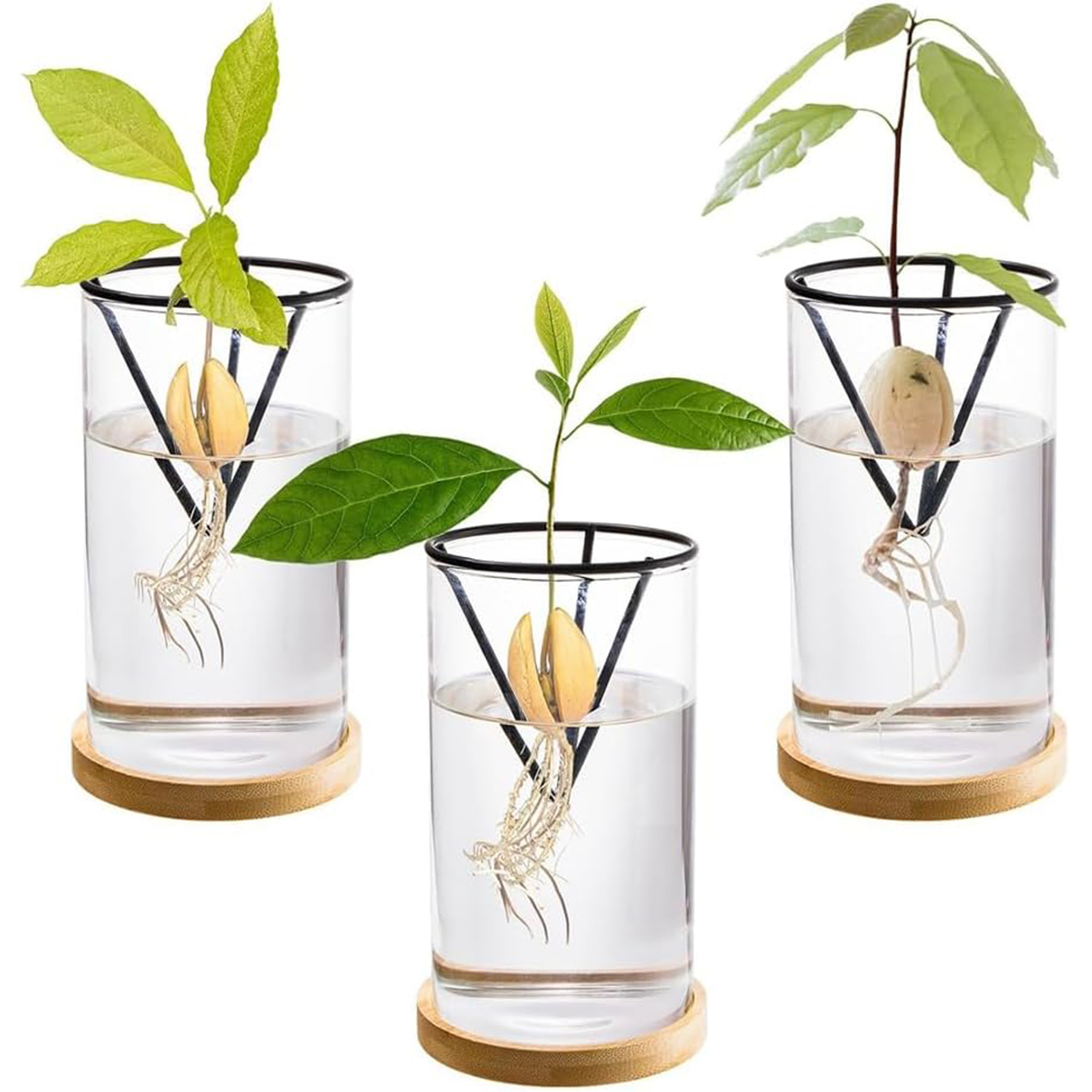Crystal Growing Kit - 1Set Kit penumbuh pohon alpukat, vas