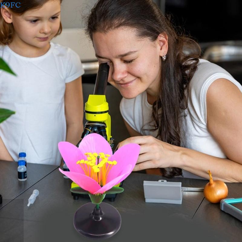 Model Pengajaran Tumbuhan Real - Science Exhibition Models ulasan dan harga
