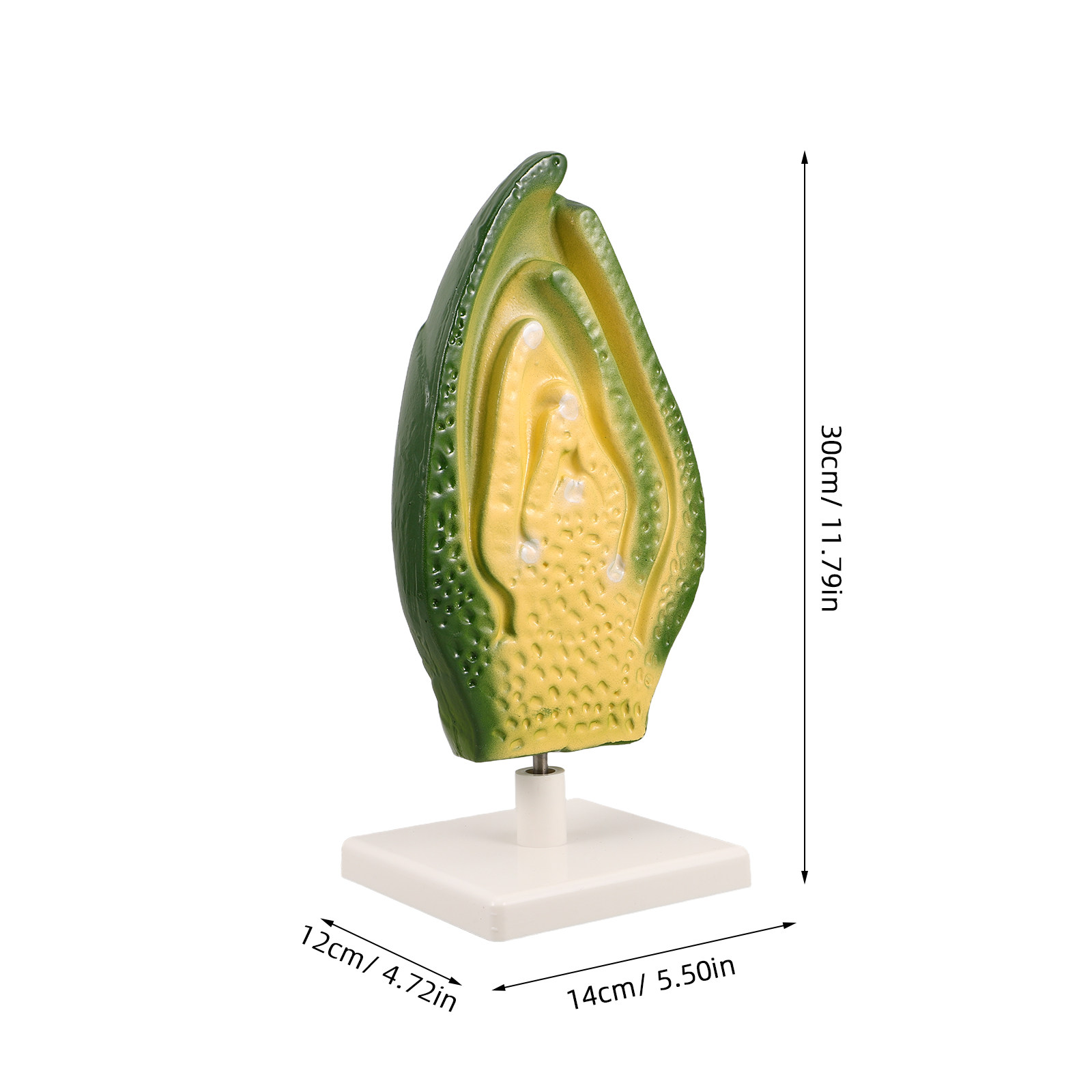Model Kit Sel Tumbuhan untuk P - Science Exhibition Models ulasan dan harga
